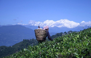 Darjeeling Tea  Garden exclusive 1